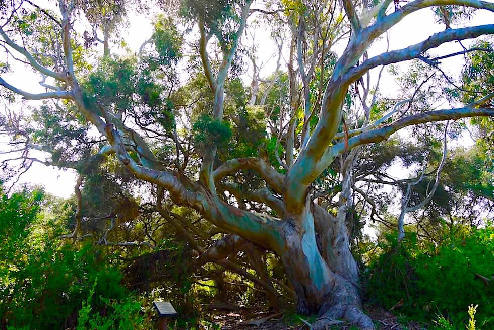 Tasman Blue Gum oder Blauer Eukalyptus am Wolley Lake - Beachport - South Australia