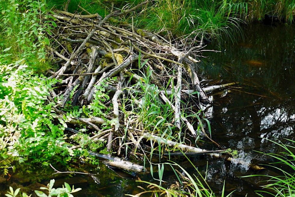 Wurzacher Ried - Biberspuren & Biberdämme - Niedermoor - Baden-Württemberg