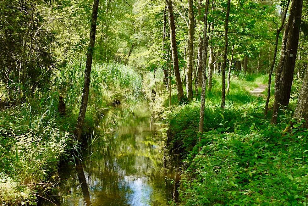 Wurzacher Ried - Entwässerungsgräben Oberes Ried - Größtes Hochmoor Mitteleuropas - Baden-Württemberg