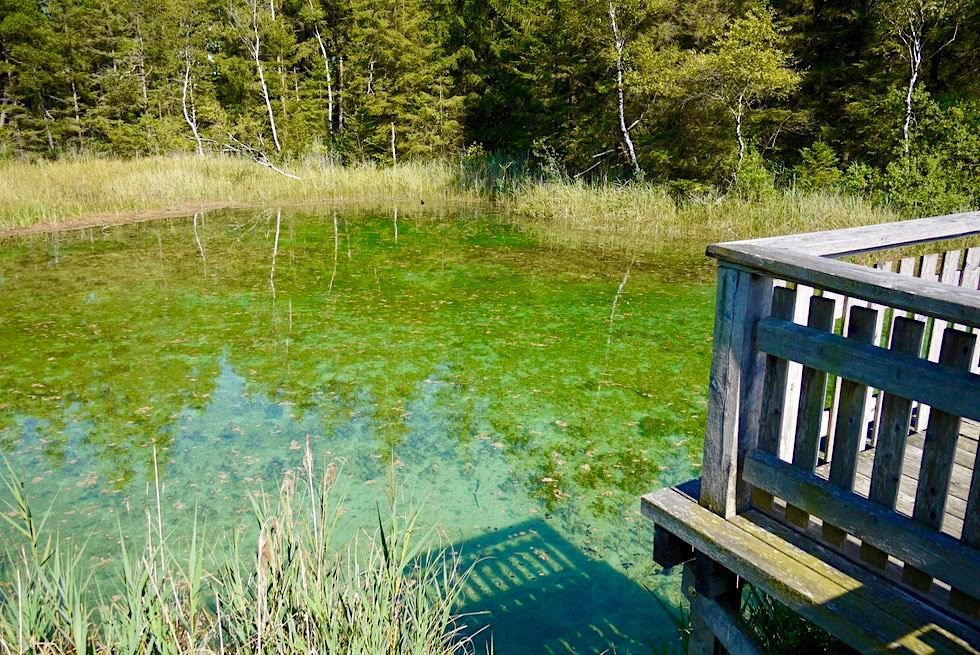 Wurzacher Ried & Haidgauer Quellseen - Niedermoor Randgebiet des größten Hochmoors in Mitteleuropa - Baden-Württemberg