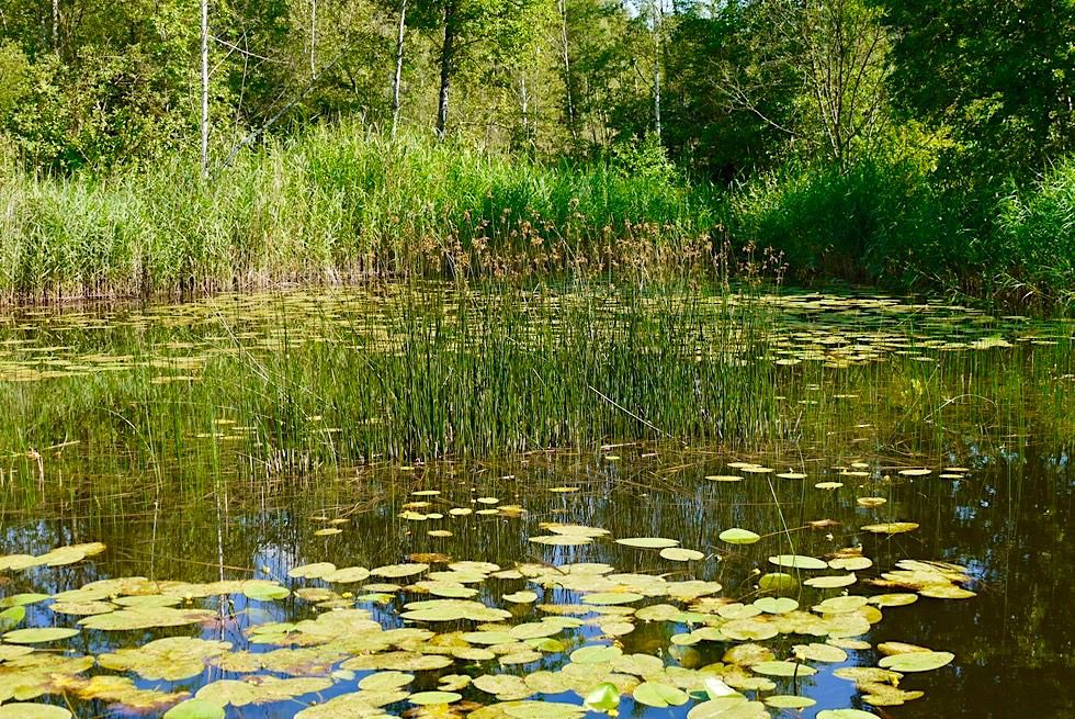 Wurzacher Ried - Moorrandgebiet hinter dem Kurpark - Baden-Württemberg