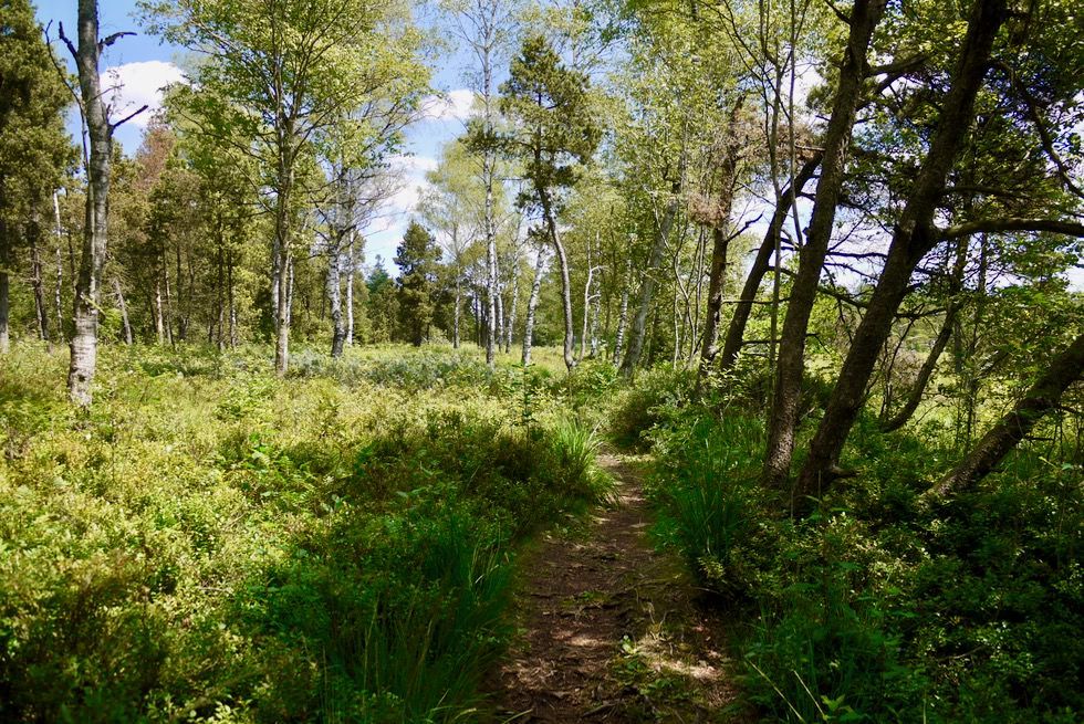 Wurzacher Ried - Wandern im Moorwald - größtes Hochmoor in Mitteleuropa - Baden-Württemberg