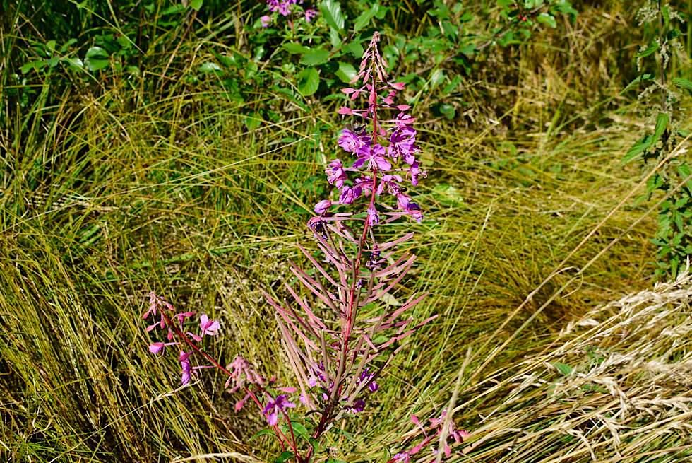 Wurzacher Ried - Niedermoor & Blumen auf dem Weg zu den Haidgauer Quellseen - Baden-Württemberg