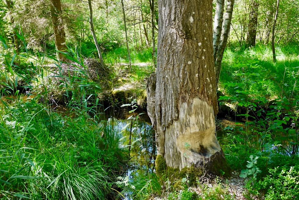 Wurzacher Ried - Faszinierendes Oberes Ried: Biberbisse, Dämme & Biberspuren - Hochmoor - Baden-Württemberg