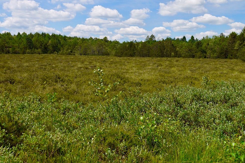 Wurzacher Ried - Riedheide & Moorwald - Hochmoor - Baden-Württemberg