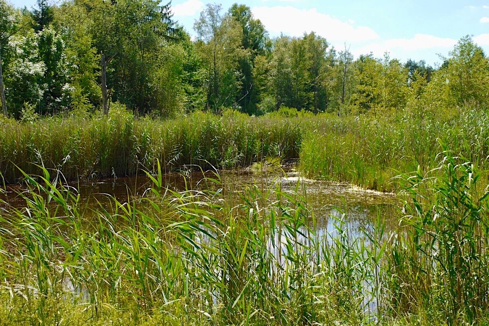 Wurzacher Ried - Langsam verlandender Stuttgarter See im Oberen Ried - Hochmoor - Baden-Württemberg
