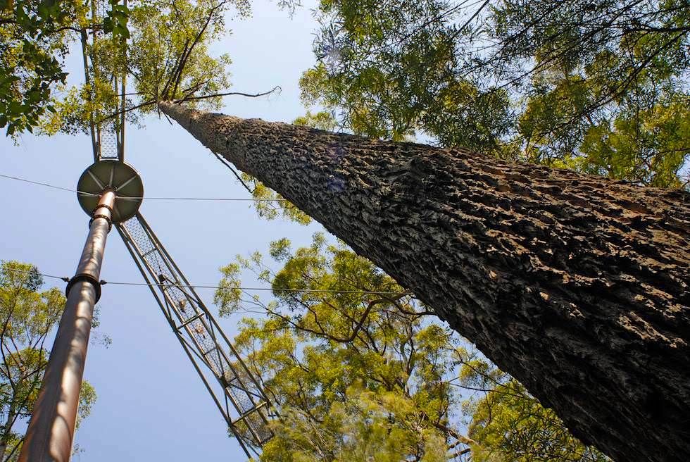Walpole Wilderness - Valley of Giants Tree Top Walk - Western Australia