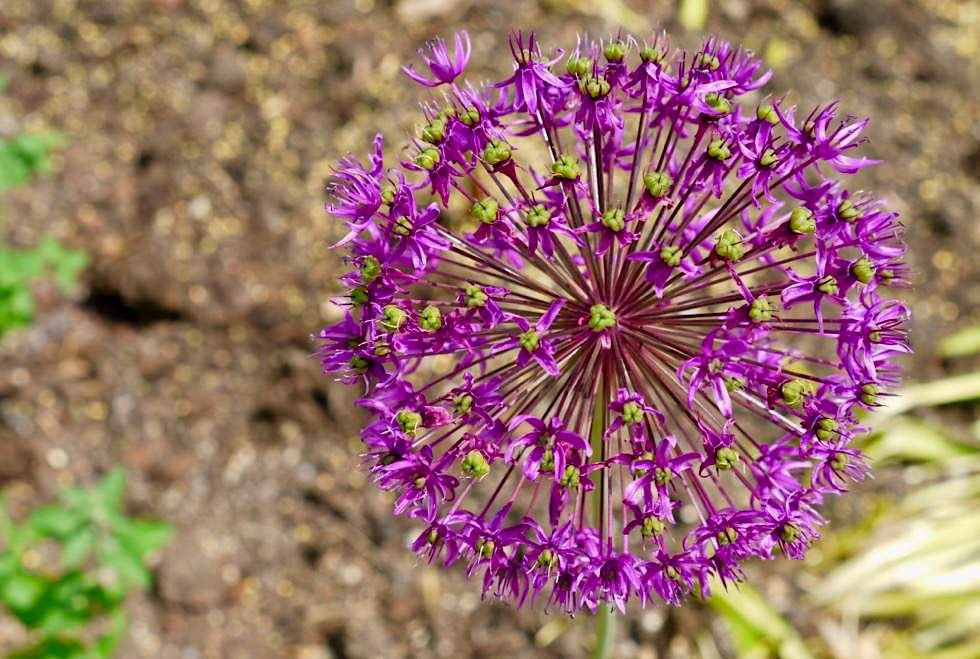 Bad Wörishofen - Zierlauch im Duftgarten des Kurparks - Allgäu - Bayern
