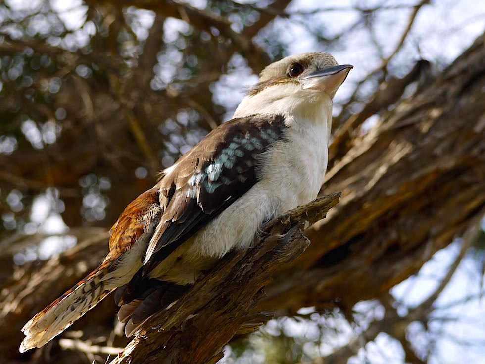Kookaburra - Wilsons Promontory National Park - Victoria - Australien