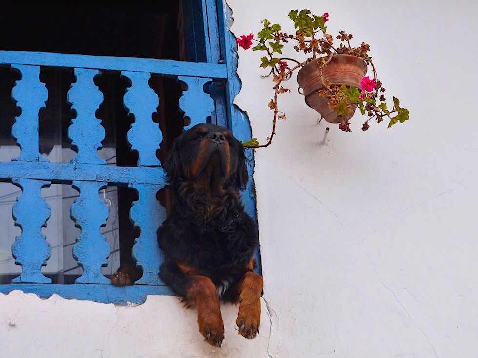 Hund am Balkon Barrio de San Blas - Cusco - Peru