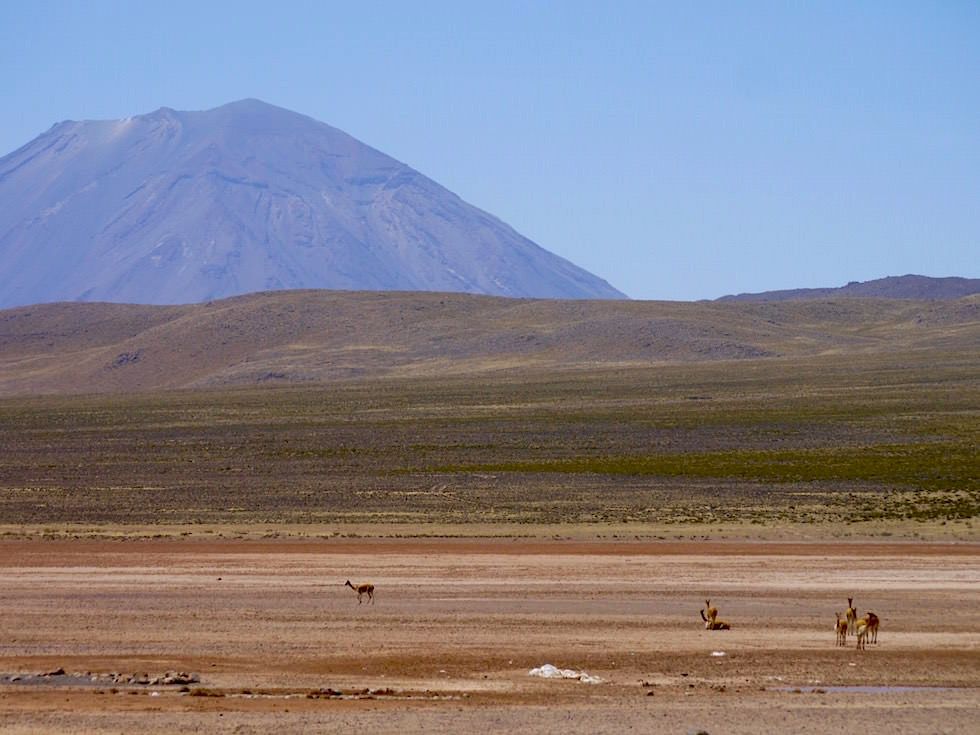 Pampa Arrieros: Blick auf El Misti - von Arequipa nach Chivay zum Colca Canyon - Peru