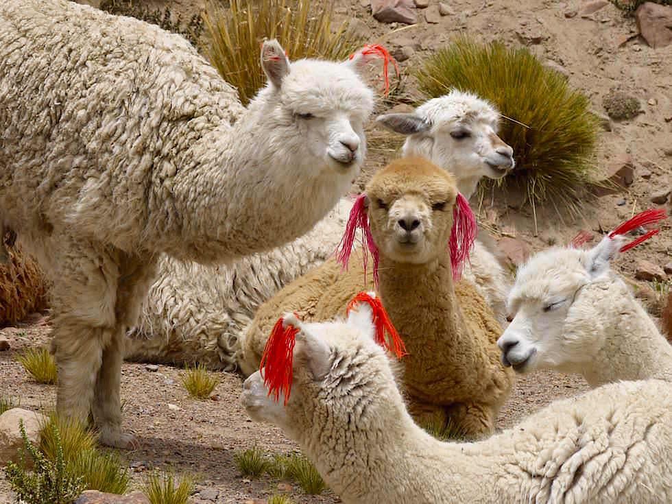 Alpaka Pampa von Arequipa nach Chivay - Peru