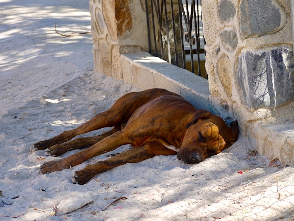 La Paz Baja California - Wer es sich leisten kann, macht eine Siesta im Schatten - Mexiko