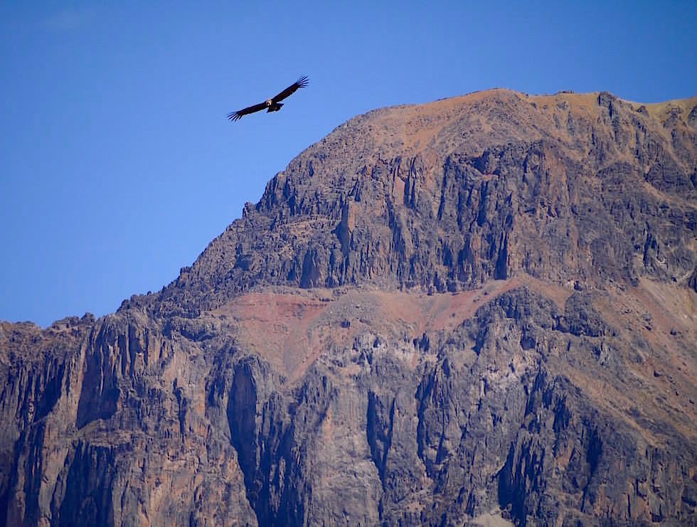 Kondor Cruz del Condor - Lama Colca Canyon - Chivay- Peru